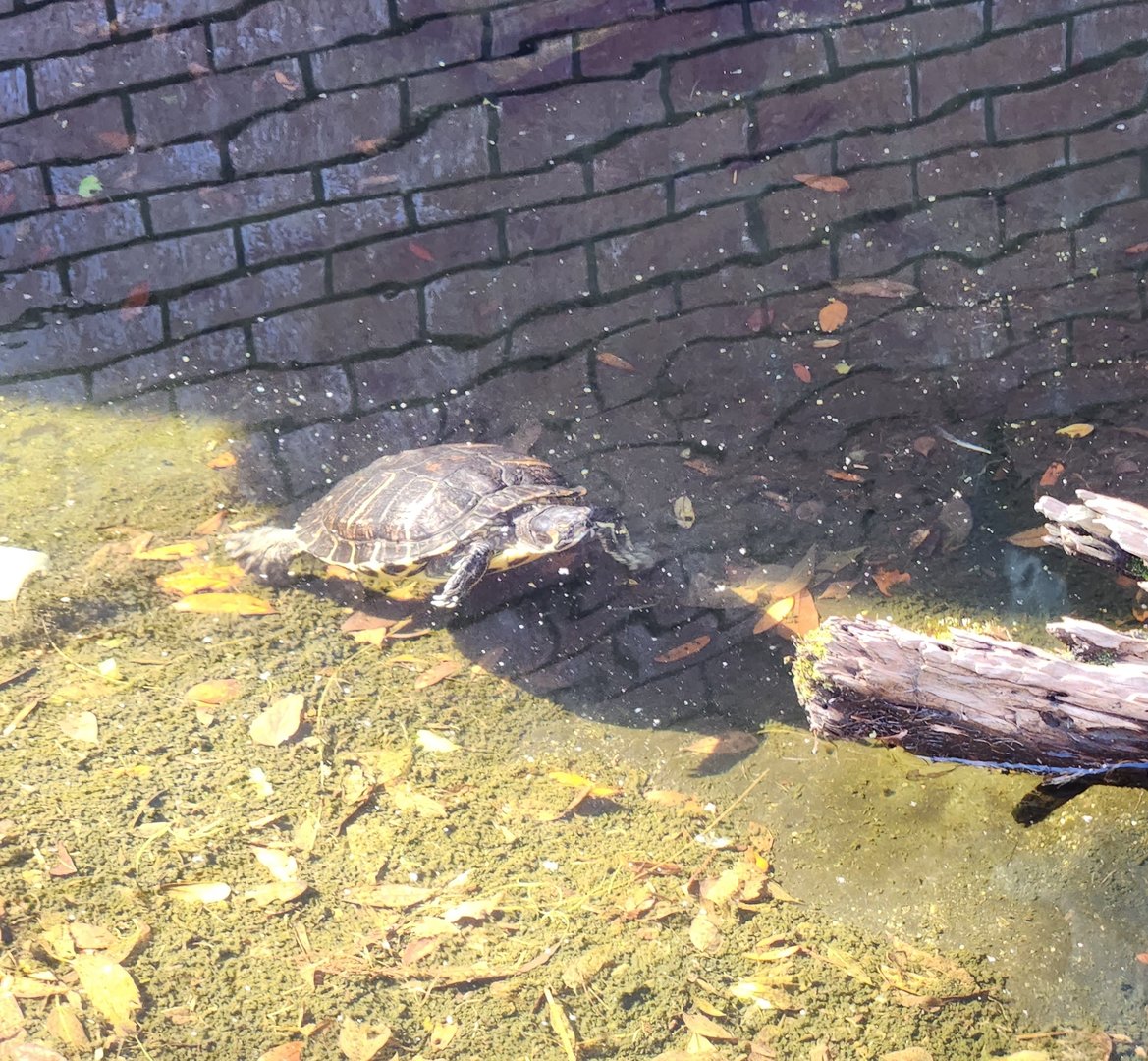 UGA Marine Center & Aquarium - Yellow-bellied Slider