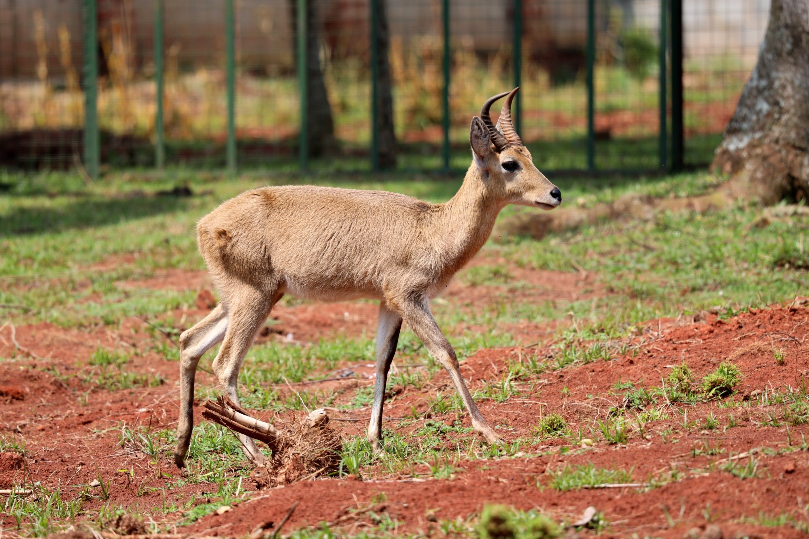 Uganda bohor reedbuck (Redunca redunca wardi)