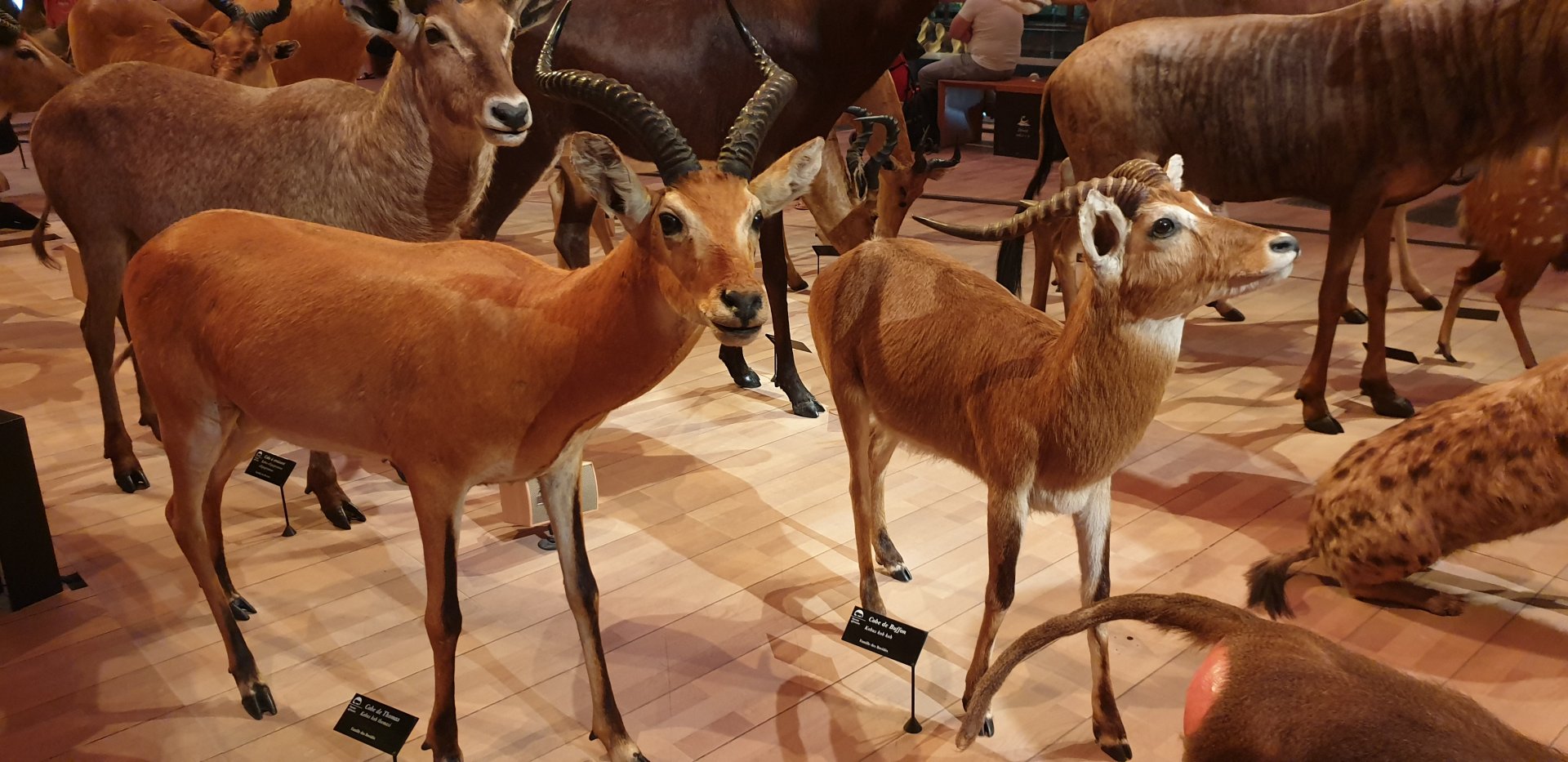 Uganda Kob,  Buffon's kob