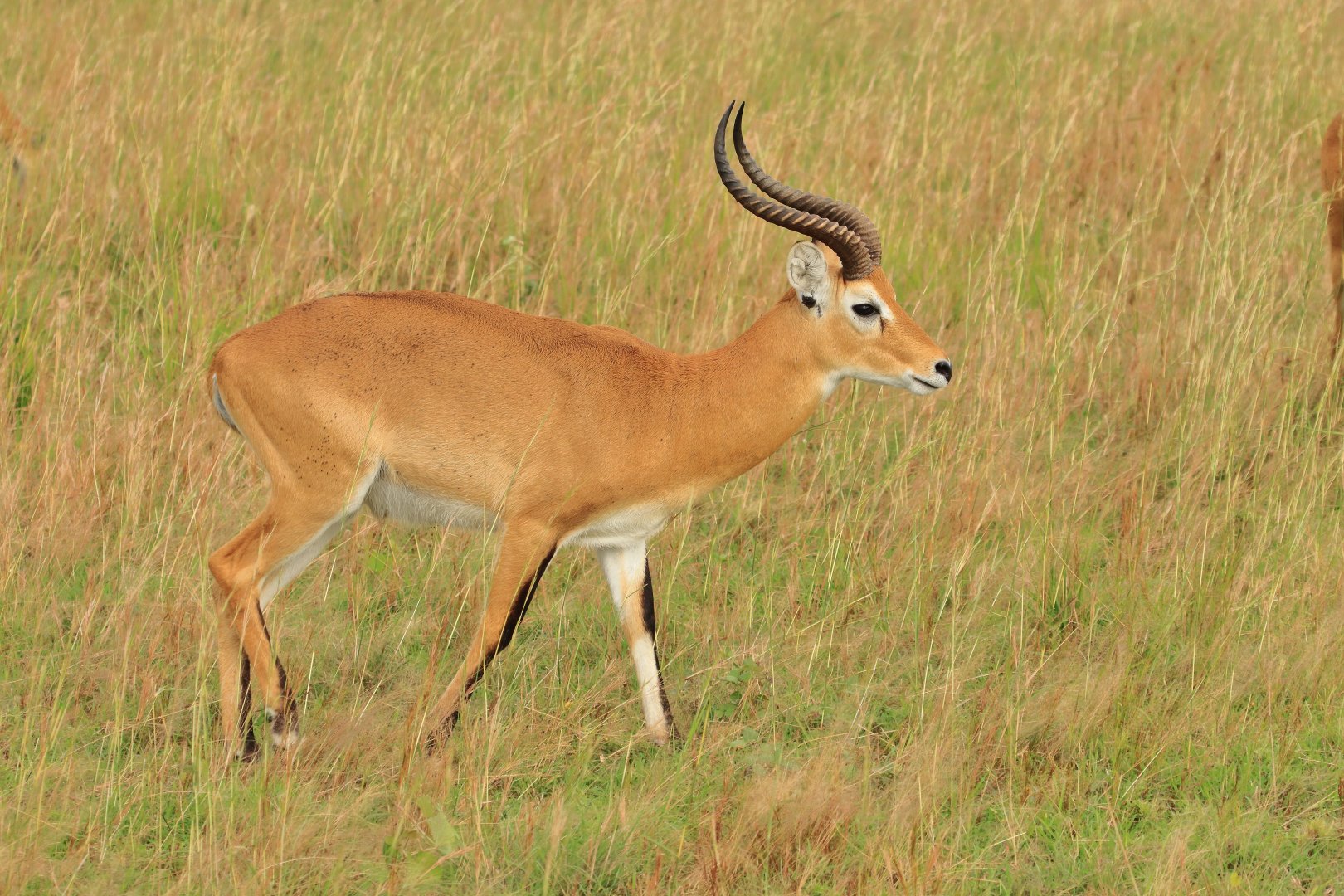 Uganda Kob (December 2019)