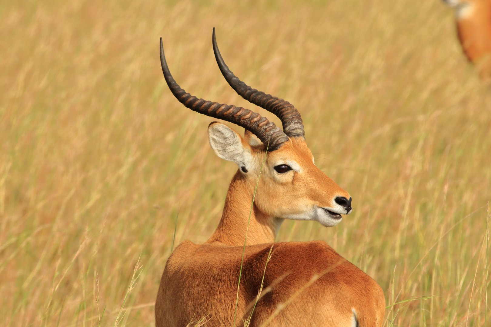 Uganda Kob (December 2019)