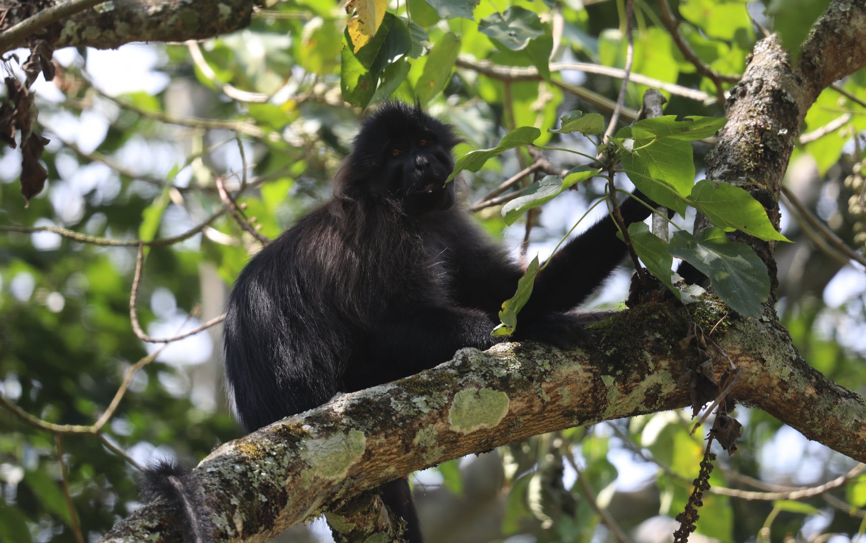 Uganda mangabey (Lophocebus ugandae)