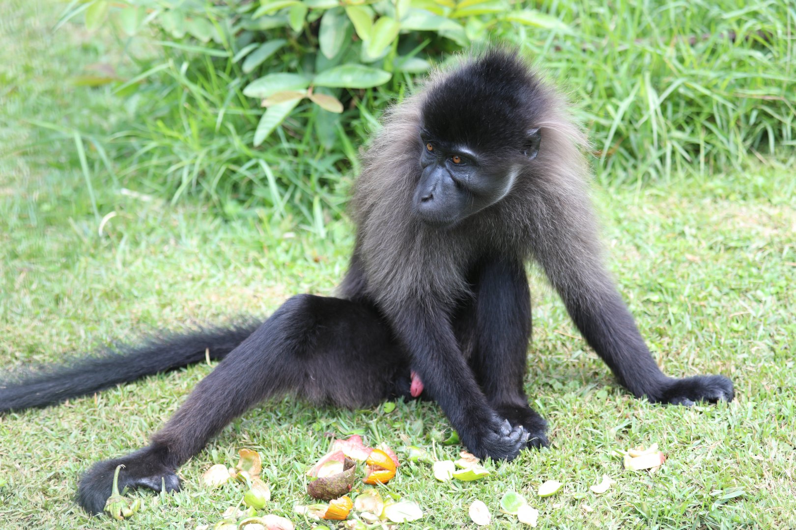 Uganda mangabey (Lophocebus ugandae)