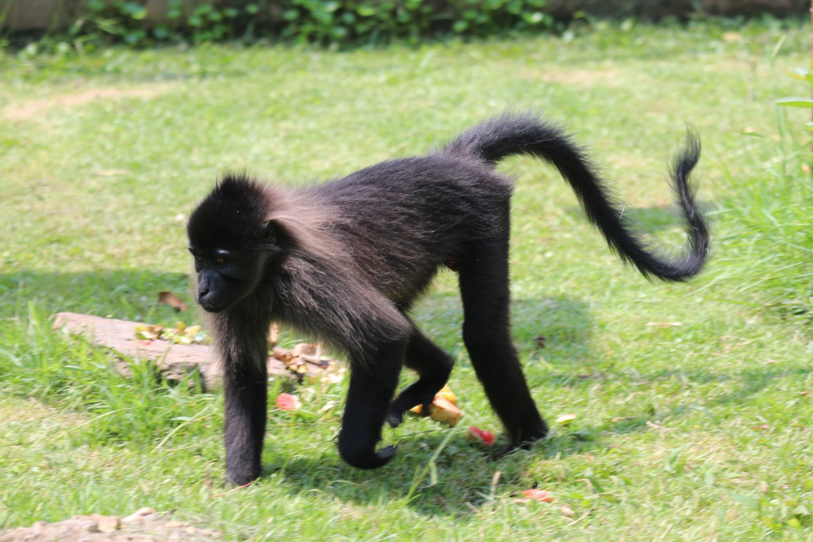 Uganda mangabey (Lophocebus ugandae)