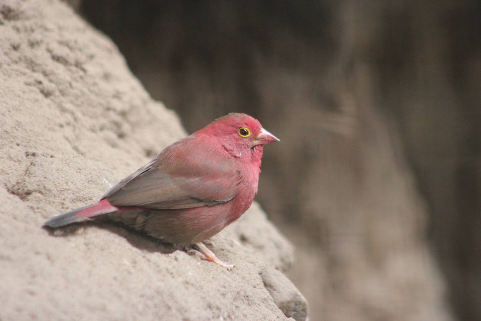 Uganda red-billed fire-finch