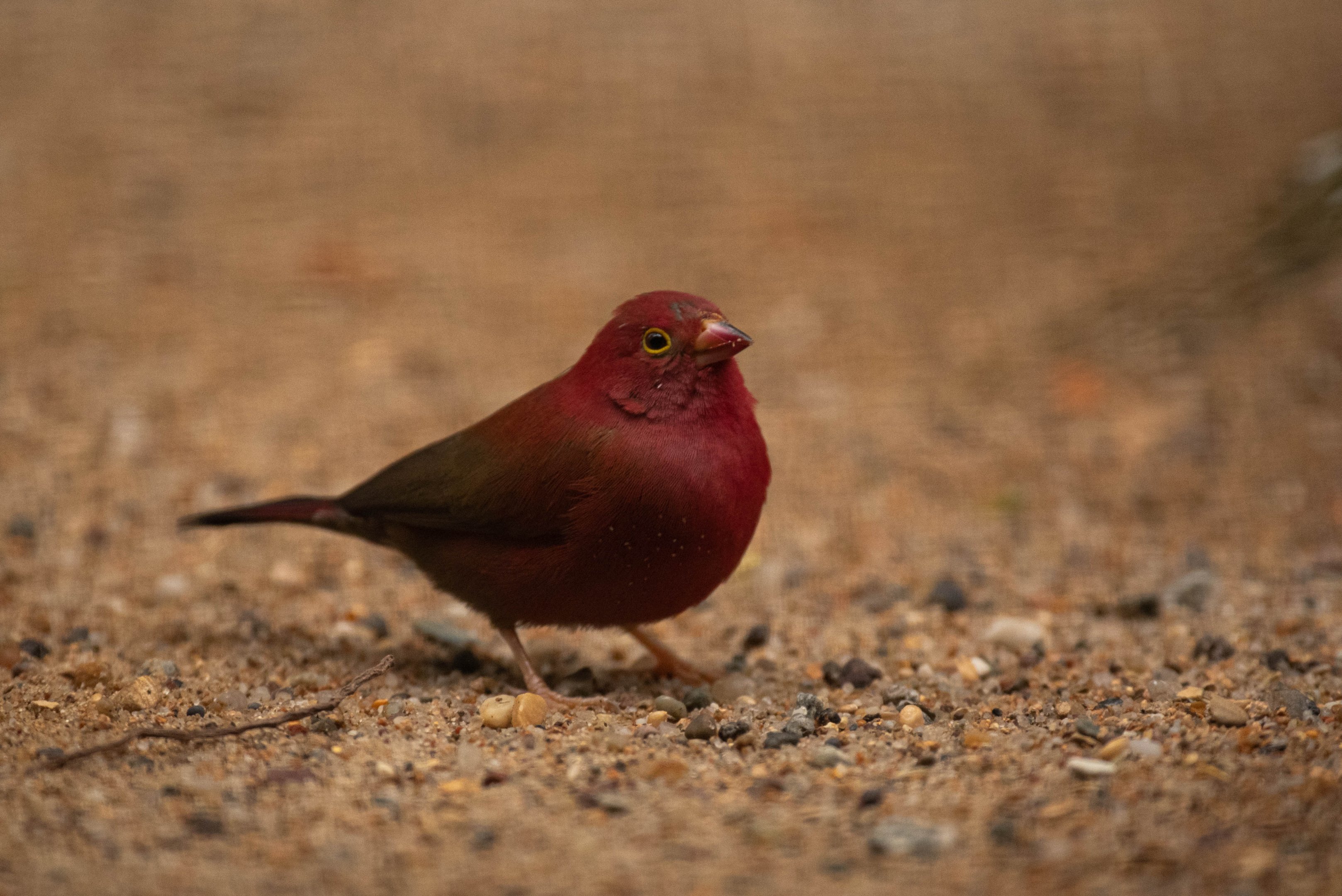 Uganda red-billed firefinch - Lagonosticta senegala ruberrima