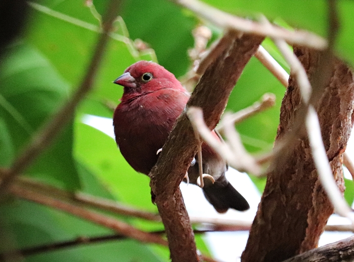 Uganda red-billed firefinch (Lagonosticta senegala ruberrima)