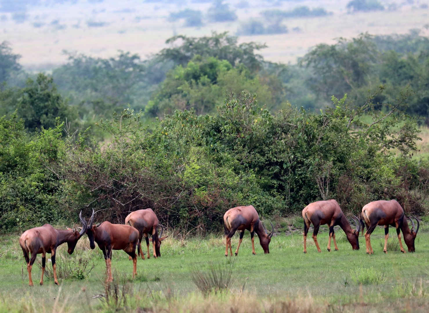 Uganda Topi (Damaliscus lunatus jimela)