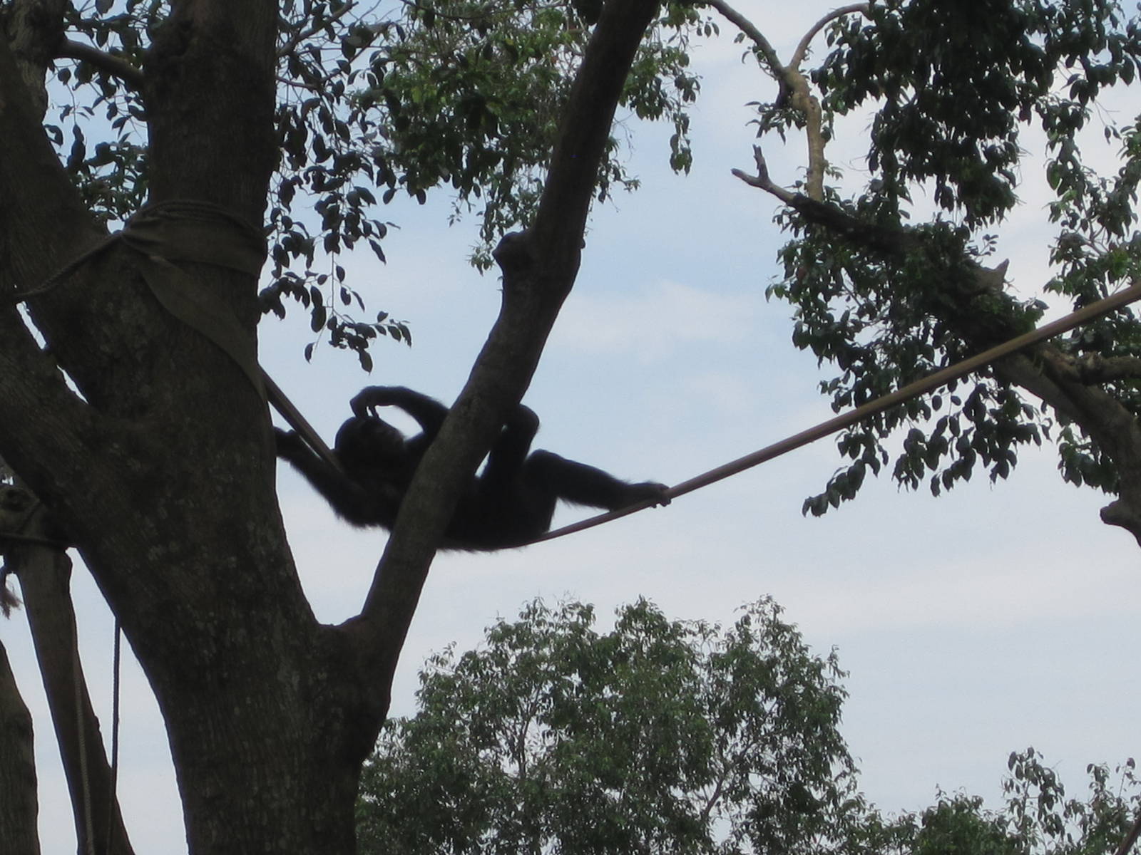 Uganda Wildlife Centre August 2011