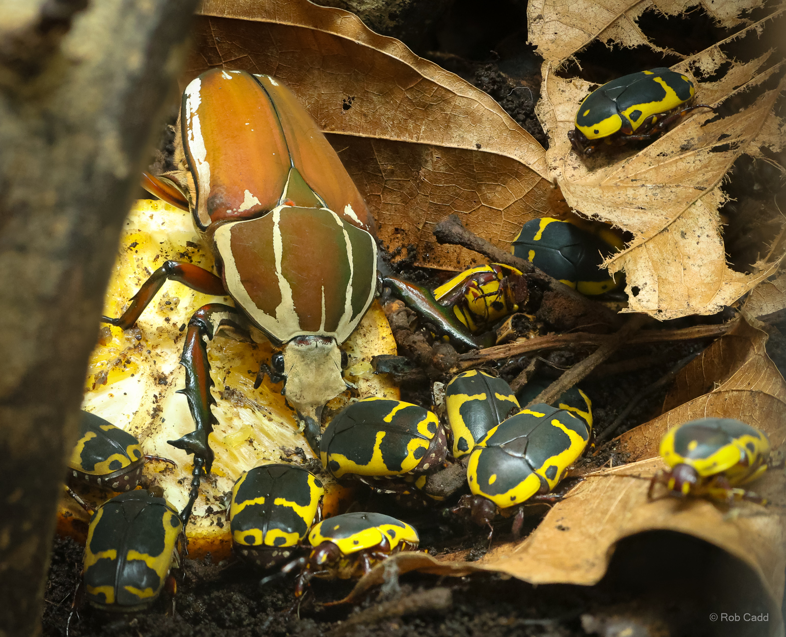 Ugandan flower beetle; Garden fruit chafer : Whipsnade : 09 Jun 2024