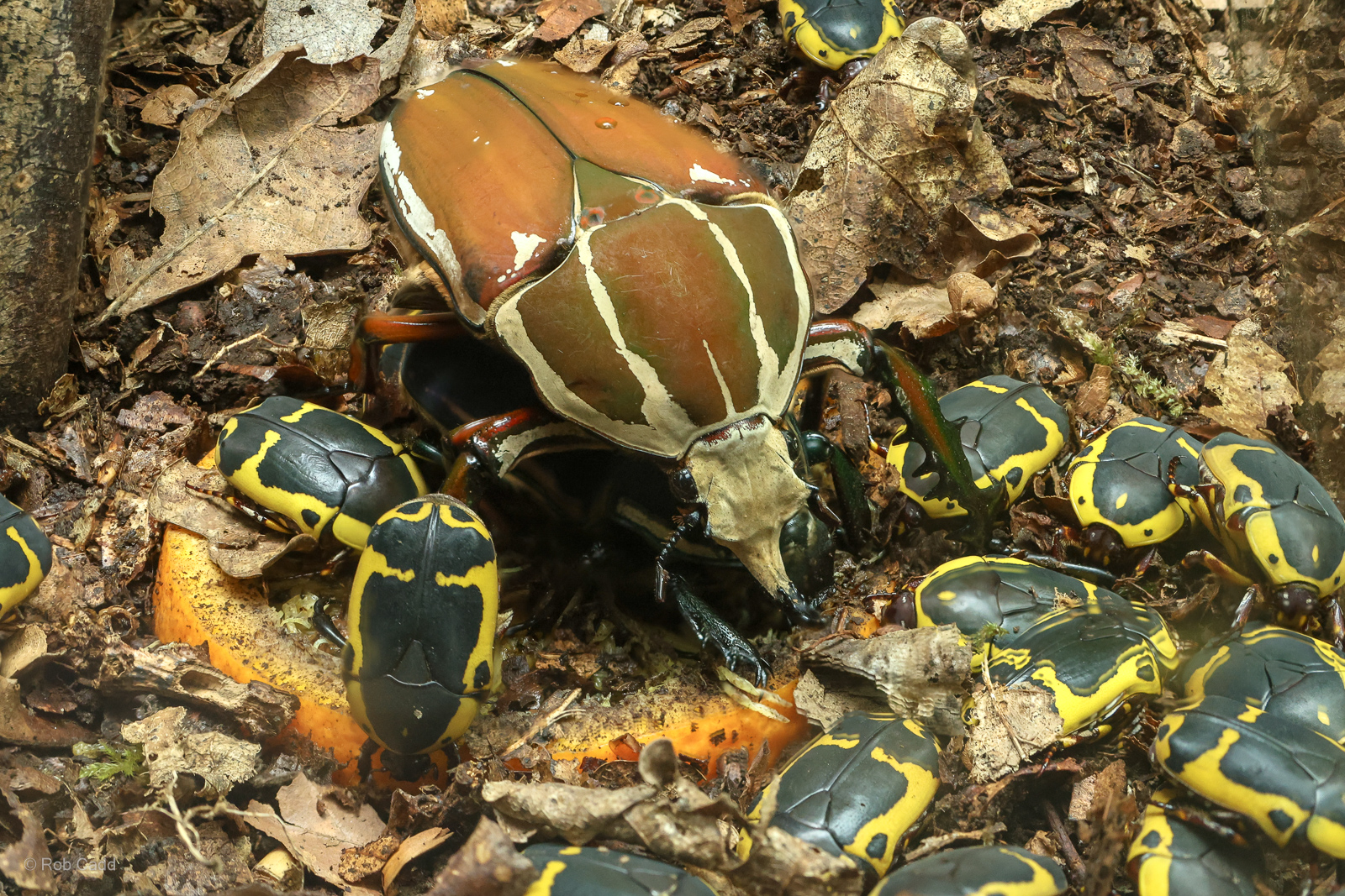 Ugandan flower beetle; Garden fruit chafer : Whipsnade Zoo : 16 Jun 2024