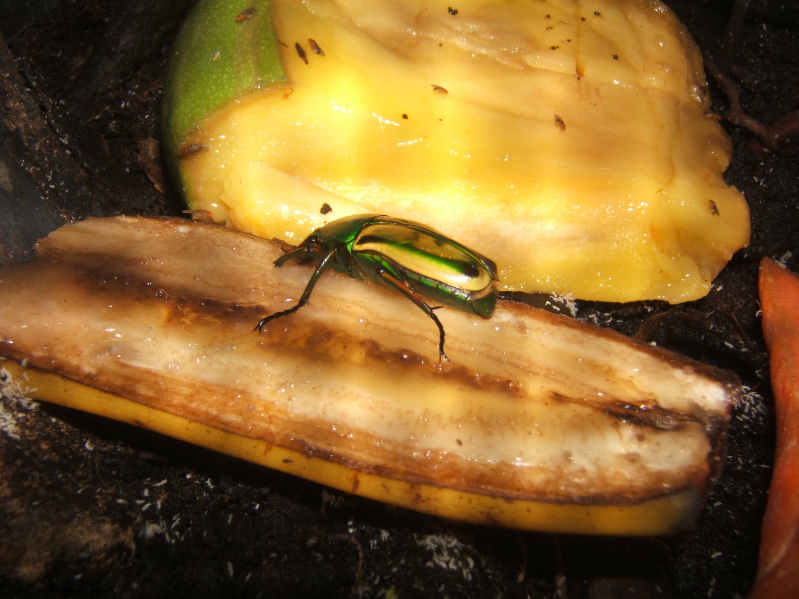 Ugandan Flower Beetle