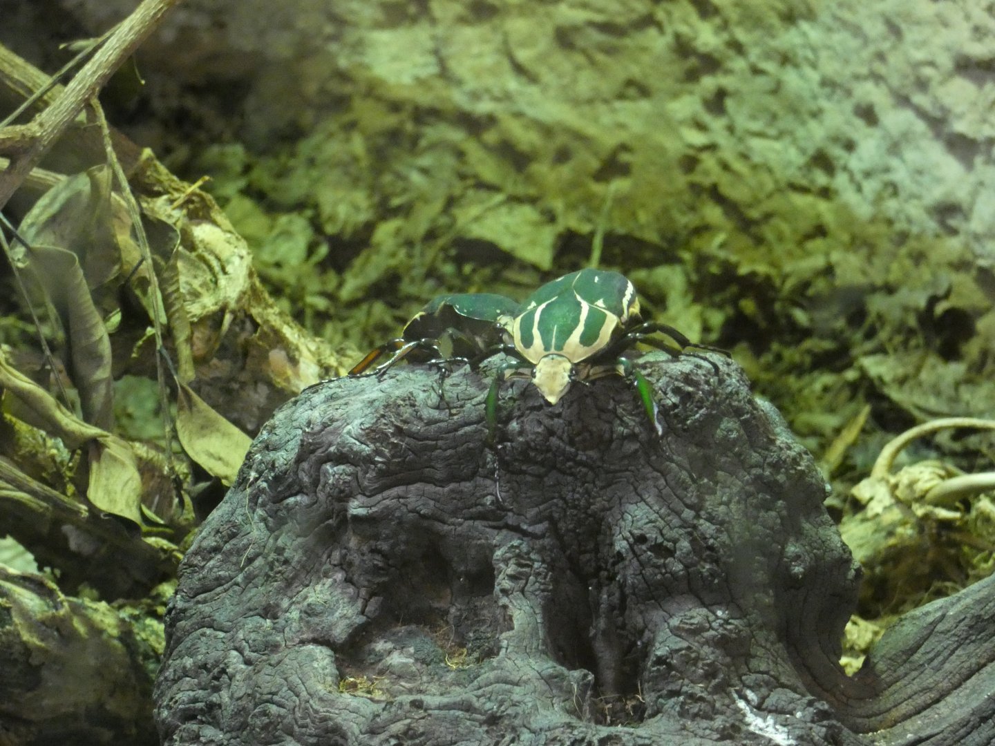 Ugandan flower beetle