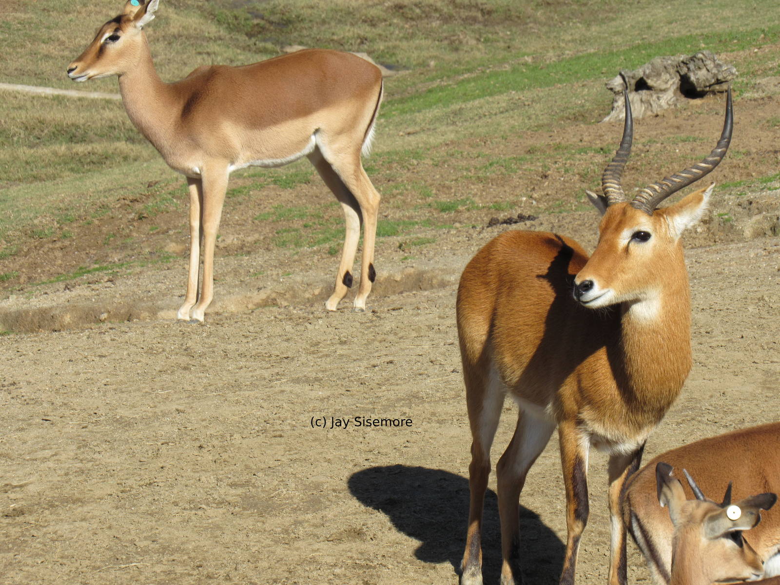 Ugandan Kob and Kenyan Impala