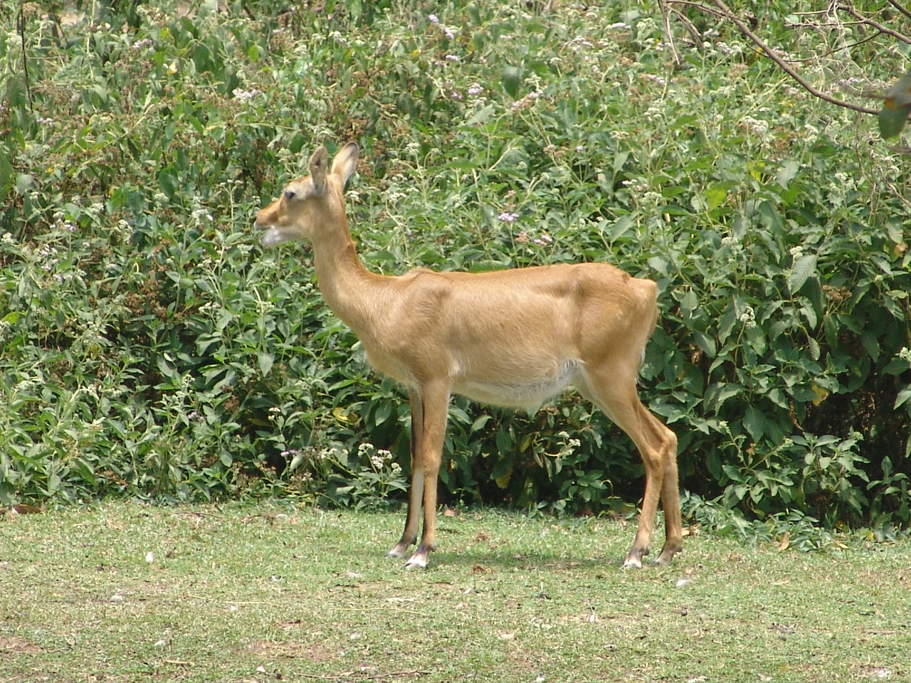 Ugandan Kob (Kobus kob thomasi) female