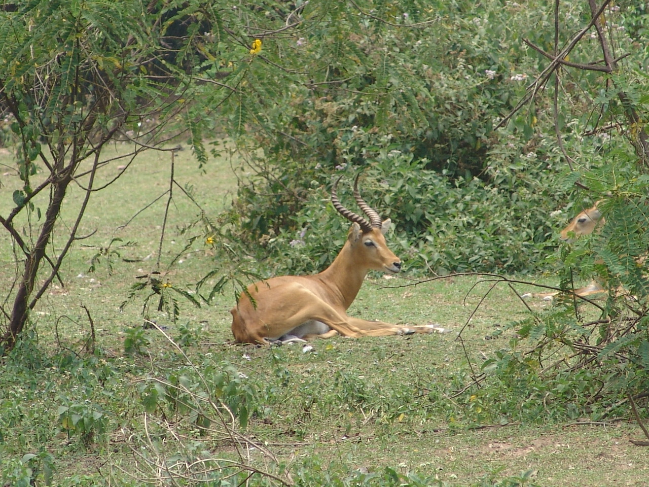Ugandan Kob (Kobus kob thomasi) male