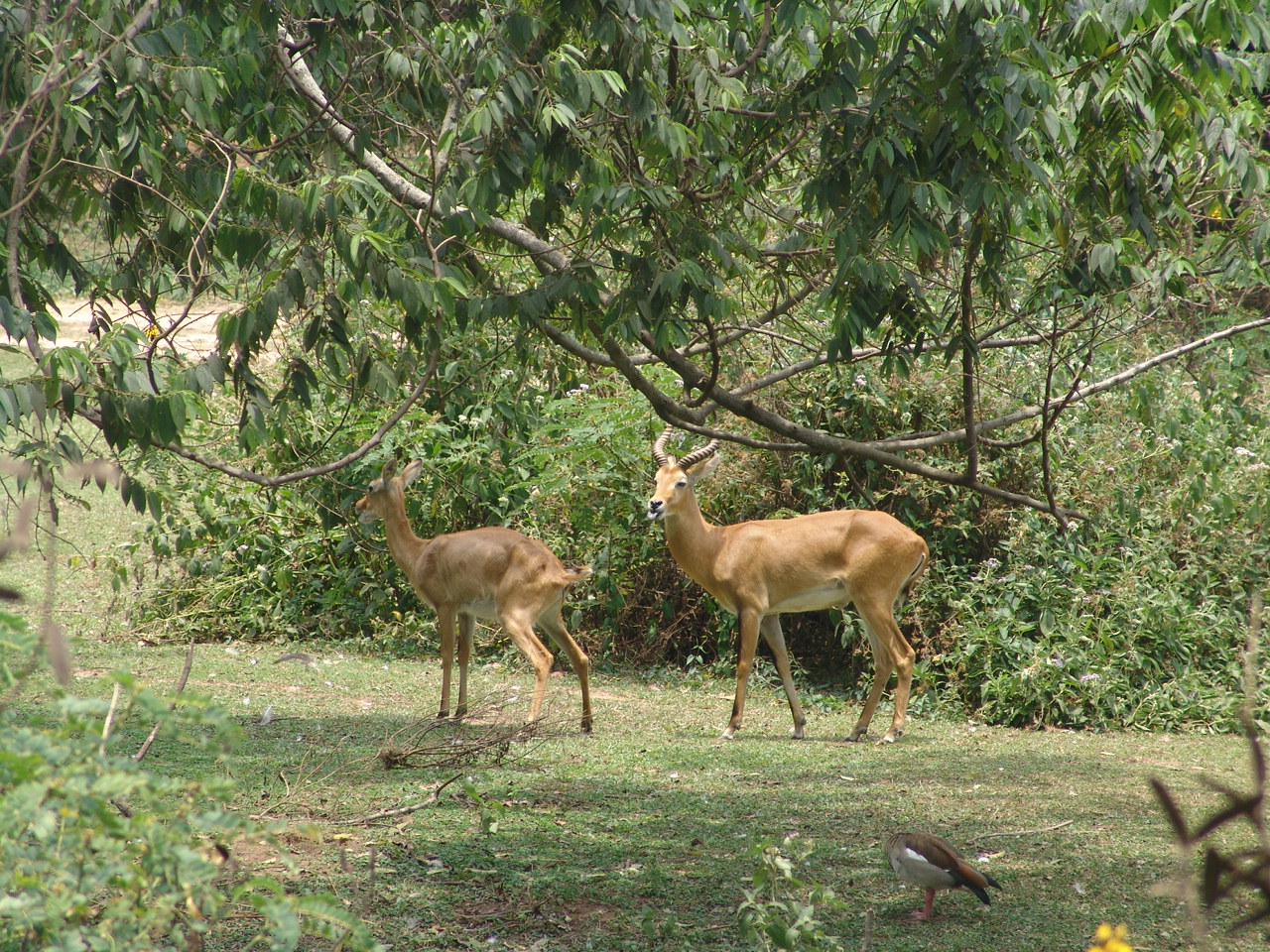 Ugandan Kob (Kobus kob thomasi)