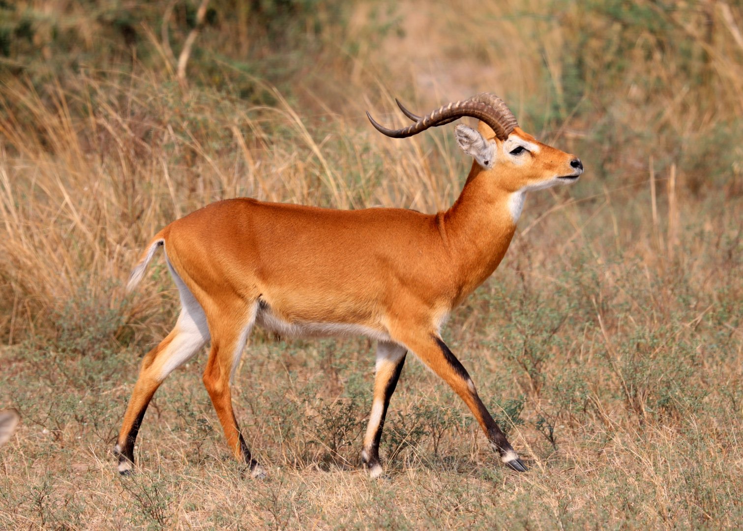 Ugandan kob (Kobus kob thomasi)