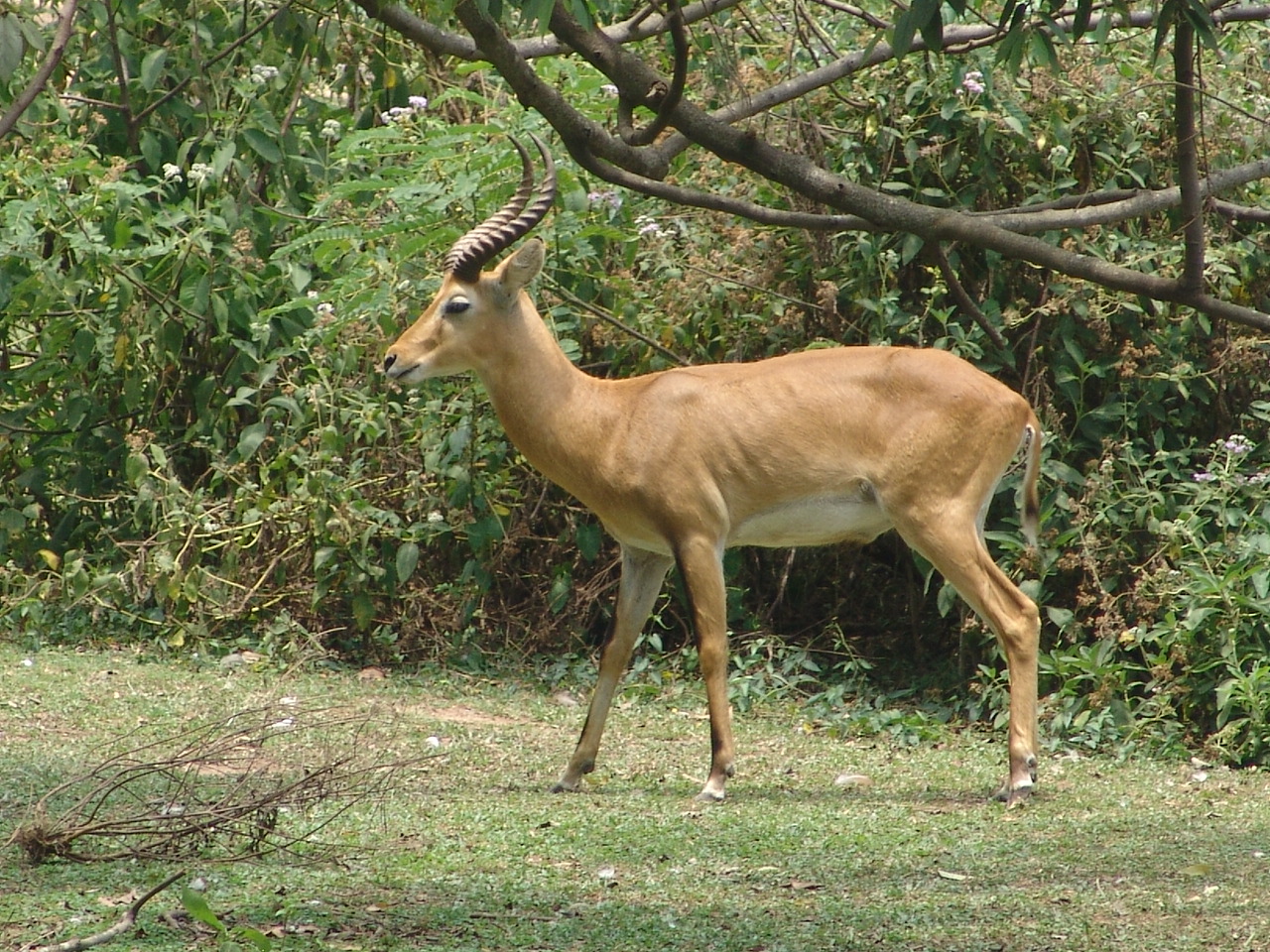 Ugandan Kob male (Kobus kob thomasi)