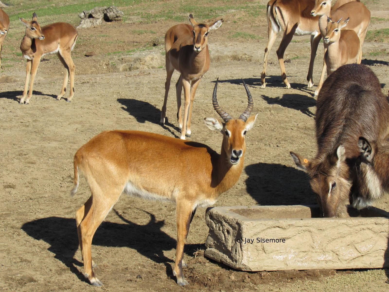 Ugandan Kob, Waterbuck, Kenyan Impala