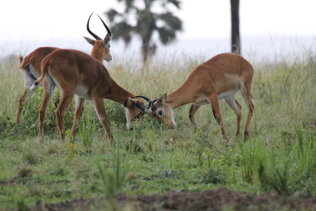 Ugandan Kob, young males sparring