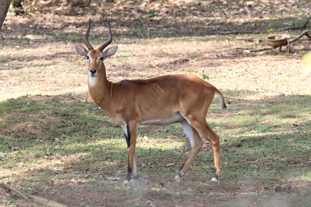 Ugandan Kob