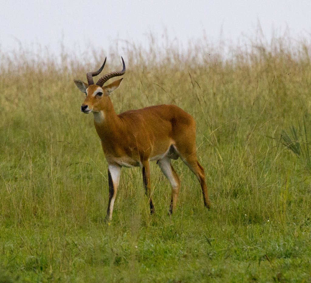 Ugandan Kob