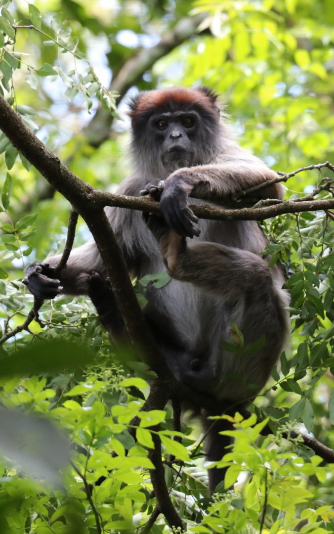 Ugandan red colobus (Piliocolobus tephrosceles)