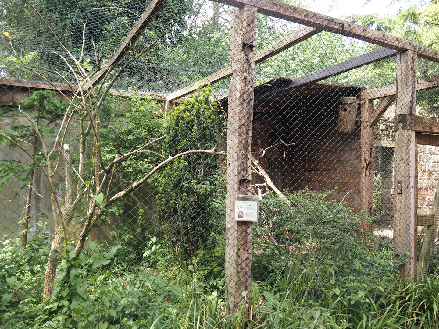 Uhu-Burg - Common barn owl aviary, 2024-05-21