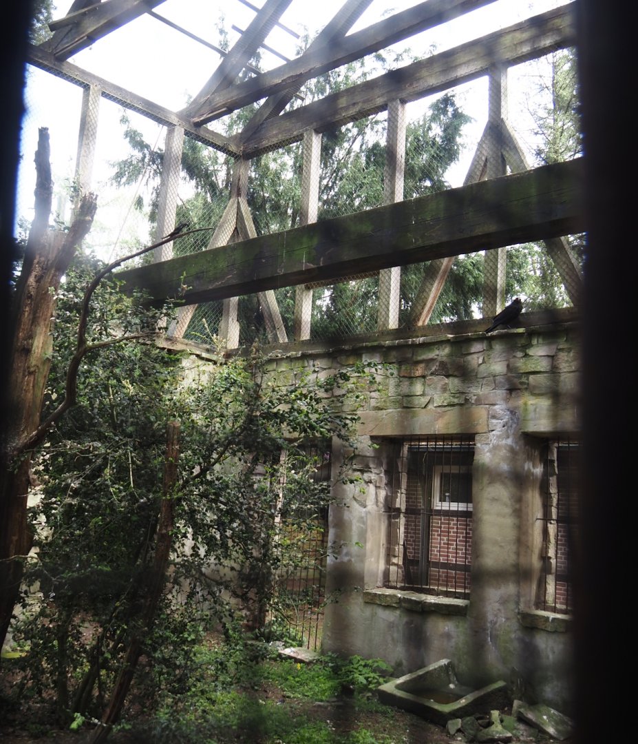 Uhu-Burg - Eurasian eagle-owl, Steppe eagle and Raven aviary, 2024-05-21