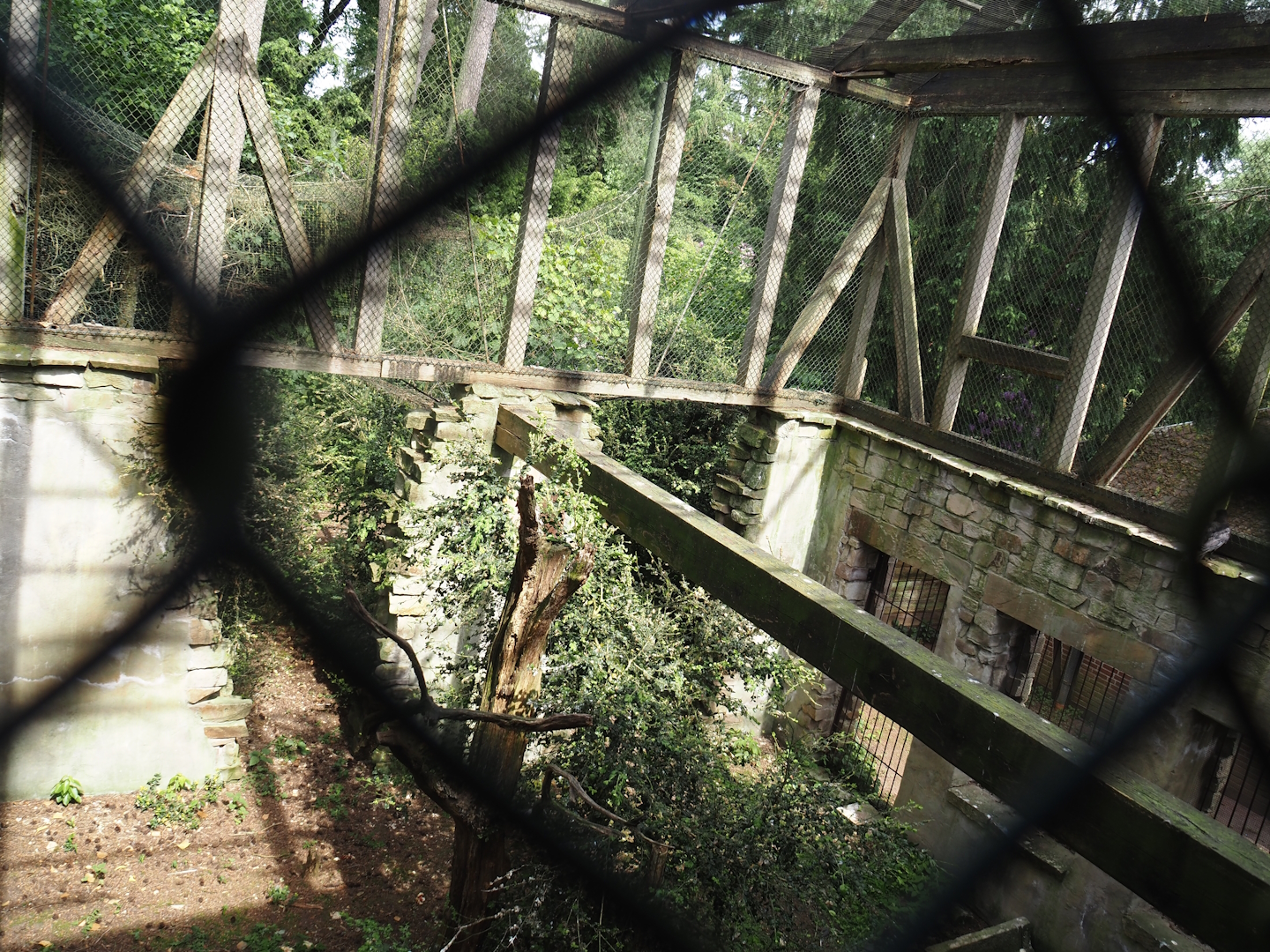 Uhu-Burg - Eurasian eagle-owl, Steppe eagle and Raven aviary, 2024-05-21