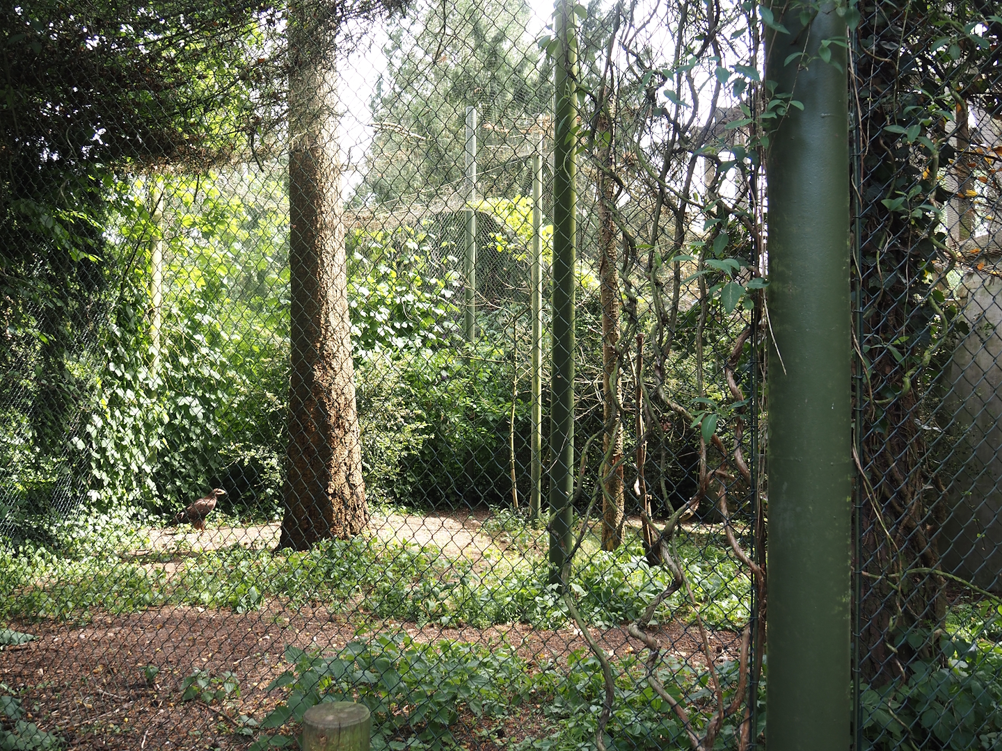 Uhu-Burg - Eurasian eagle-owl, Steppe eagle and Raven aviary seen from walk-through aviary, 2024-05-21