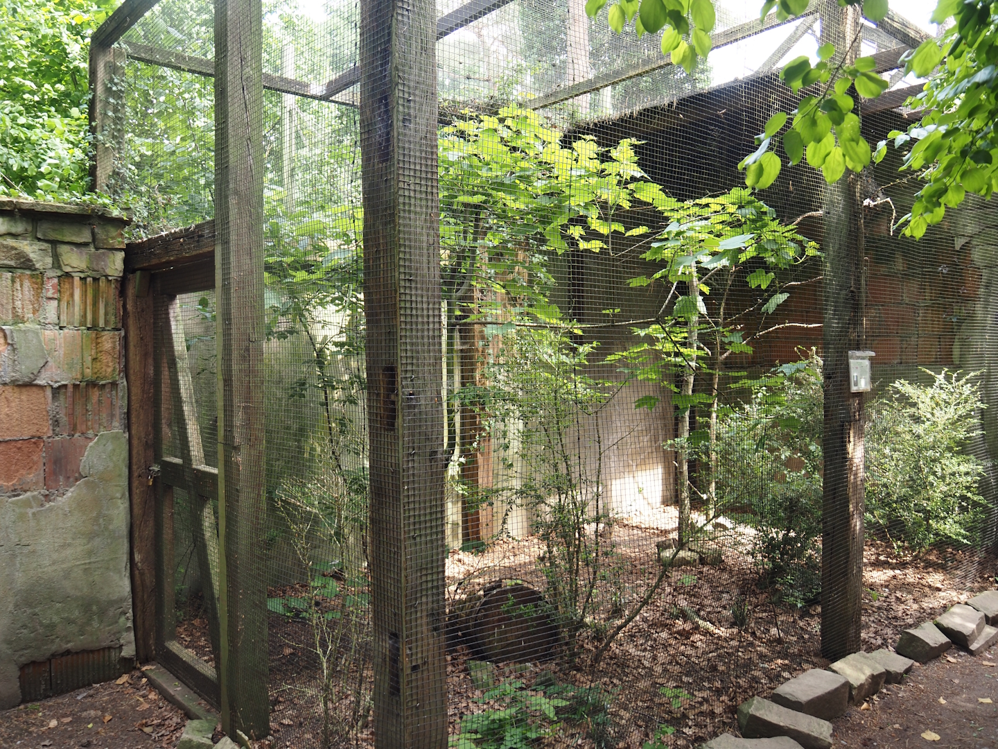 Uhu-Burg - Eurasian northern hawk-owl aviary, 2024-05-21