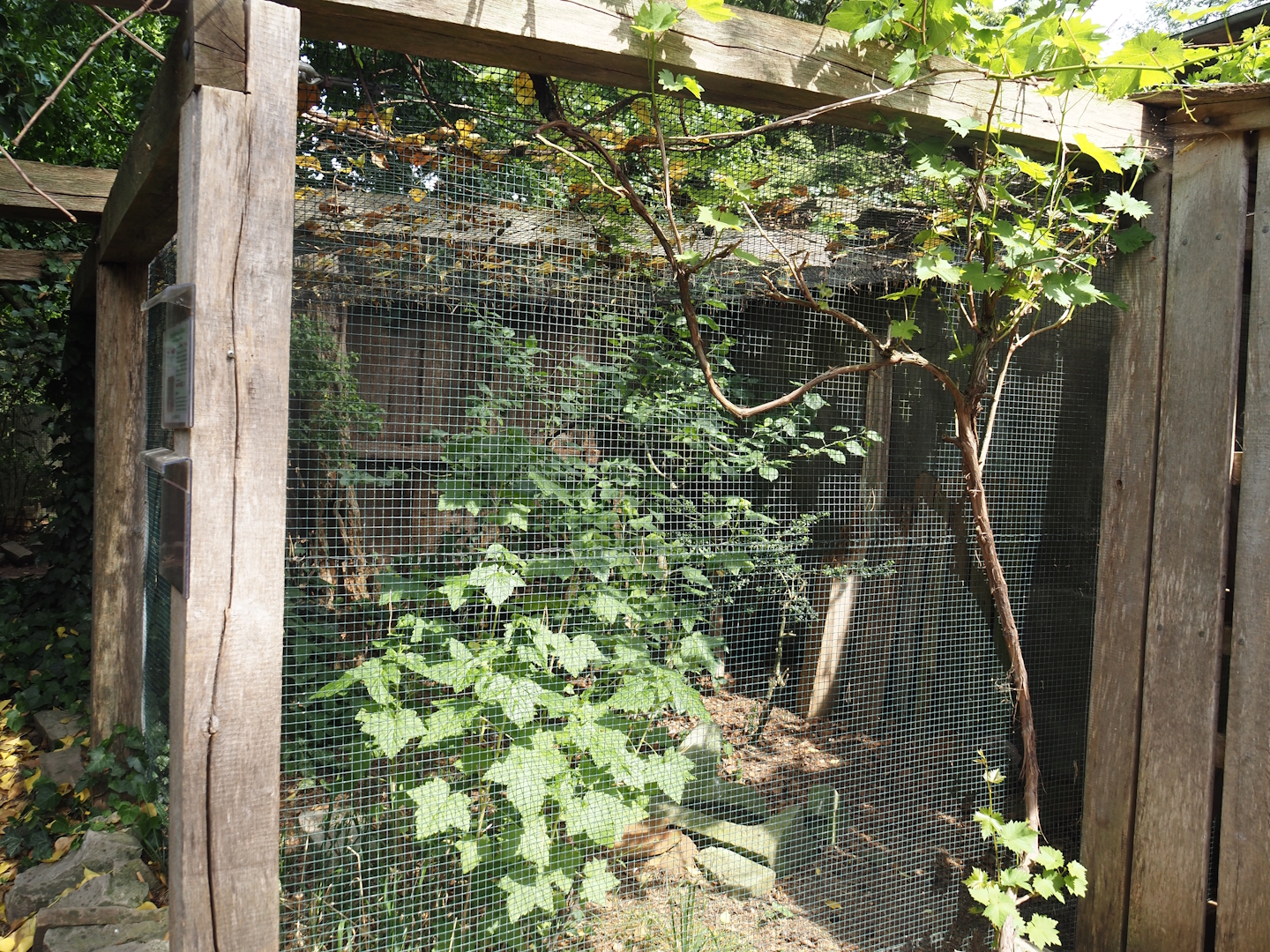 Uhu-Burg - European boreal owl aviary, 2024-05-21