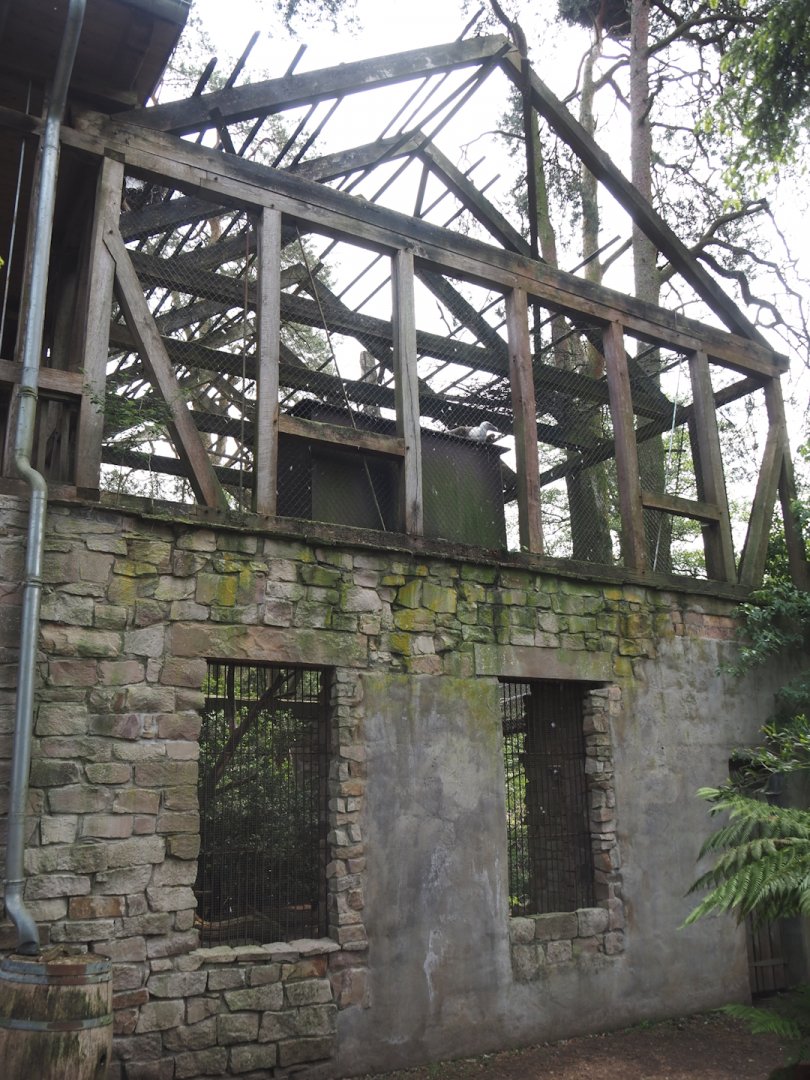 Uhu-Burg - Exterior of Western Eurasian griffon vulture on side of inner square, 2024-05-21