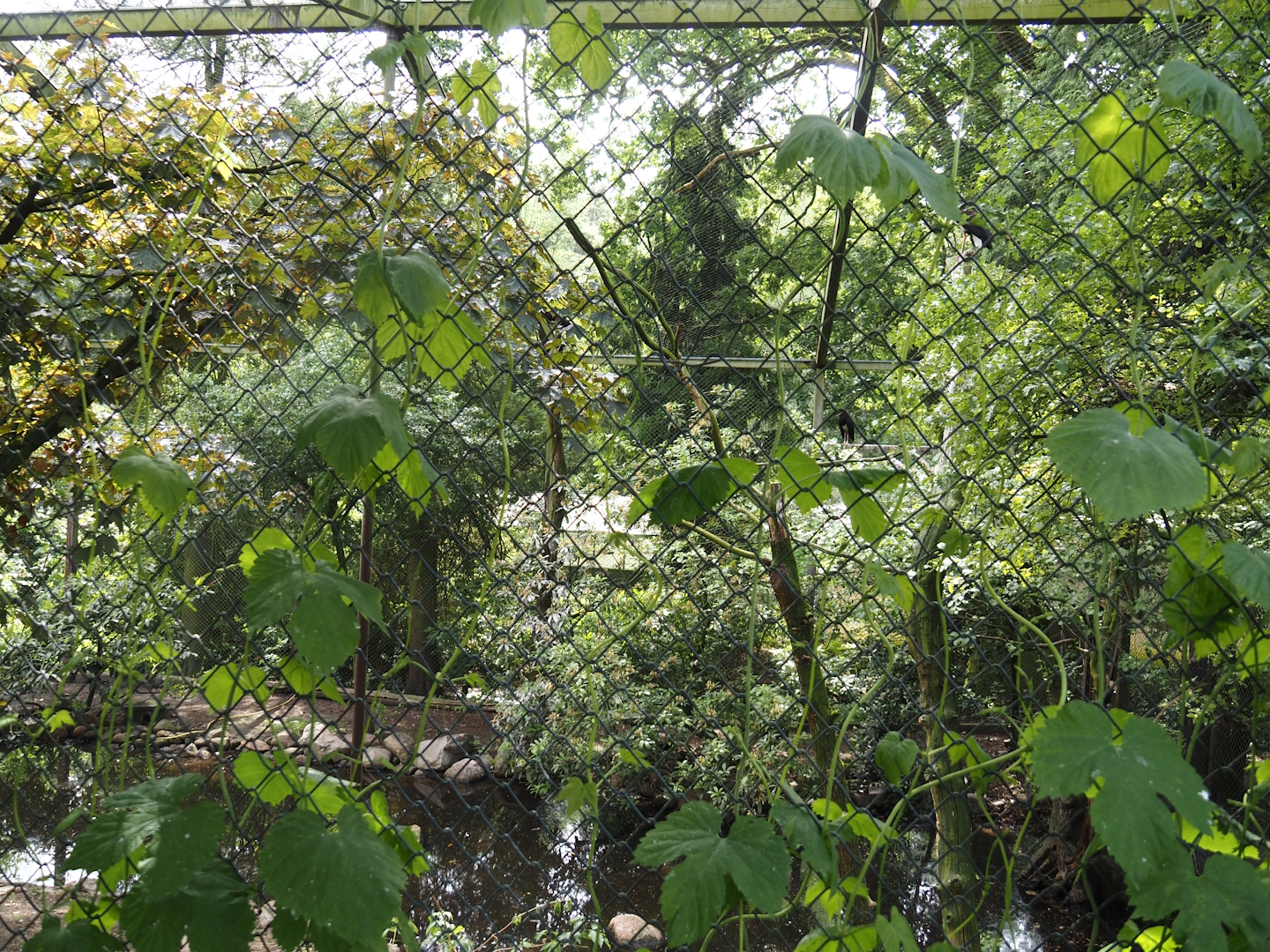 Uhu-Burg - First wetland aviary - African storks aviary, 2024-05-21