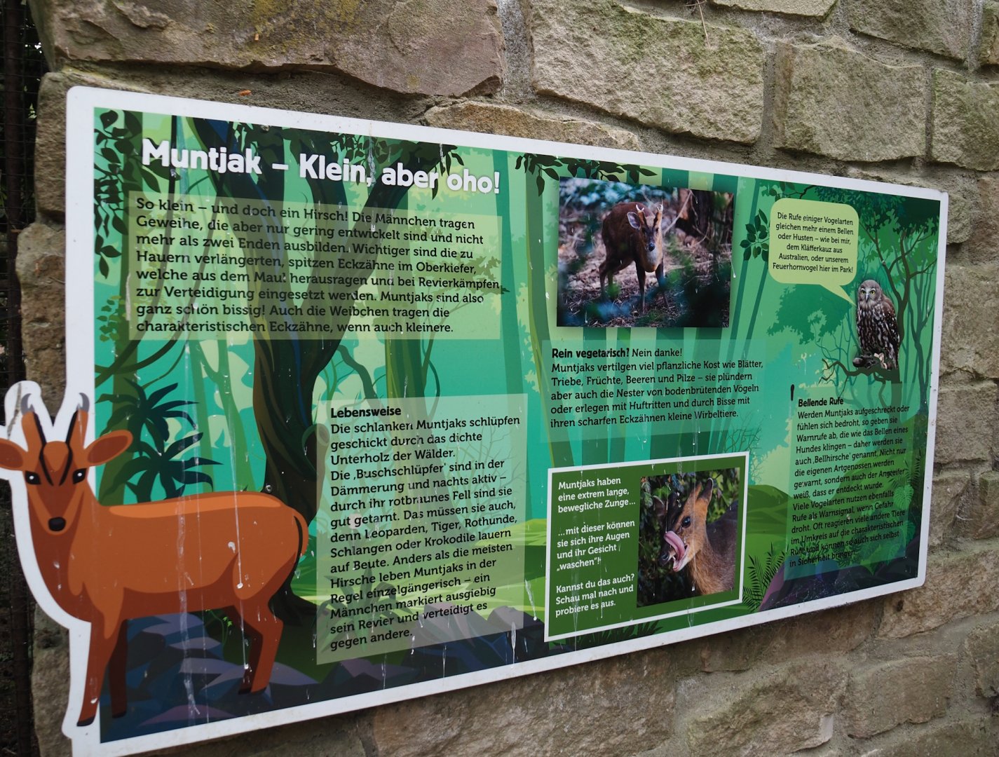 Uhu-Burg - Muntjac signage, 2024-05-21