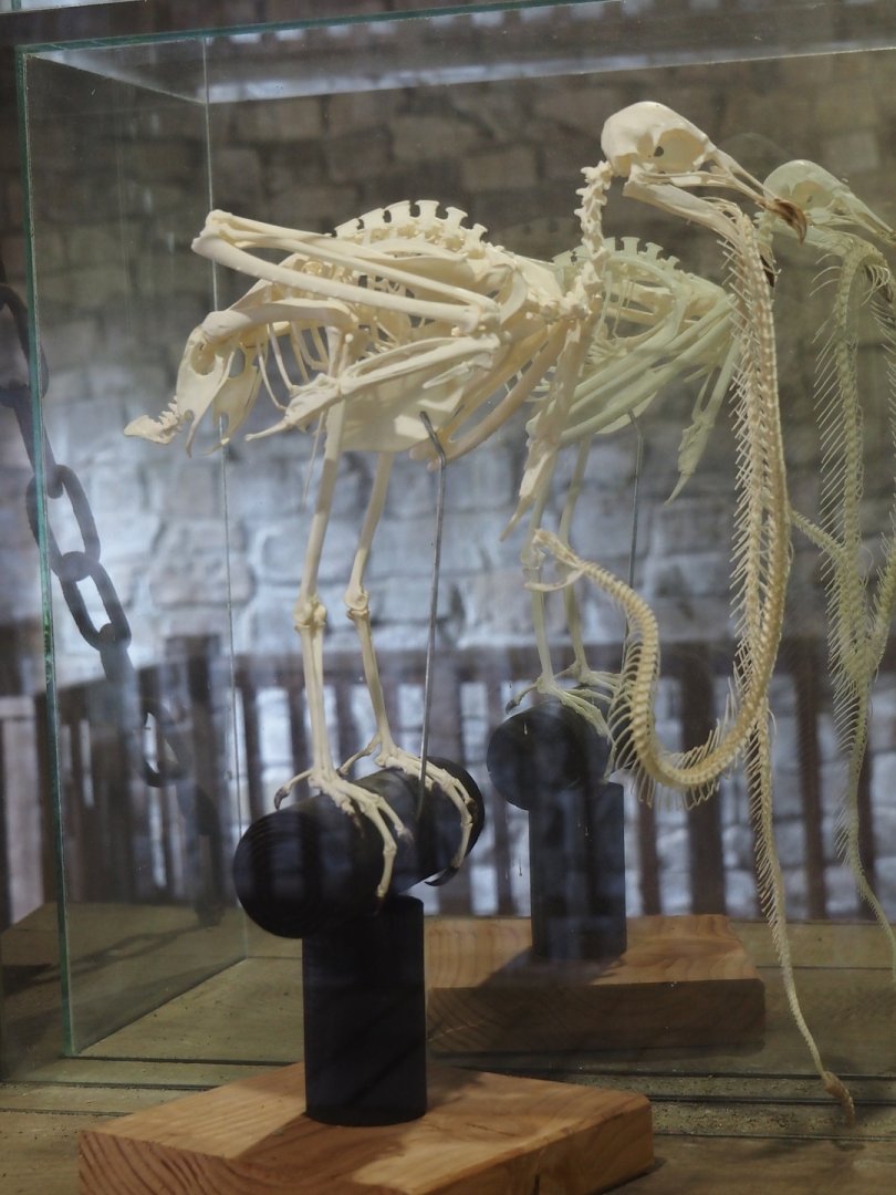 Uhu-Burg - Possible American black vulture skeleton and Rattlesnake skeleton, 2024-05-21