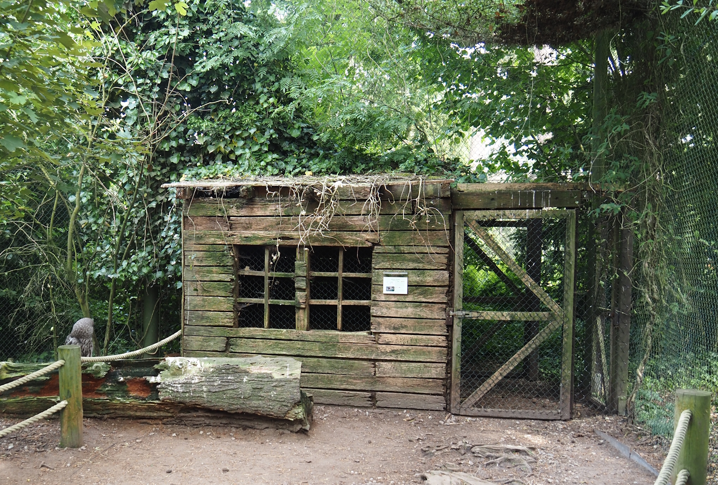 Uhu-Burg - Reeves' muntjac holding in walk-through aviary, 2024-05-21