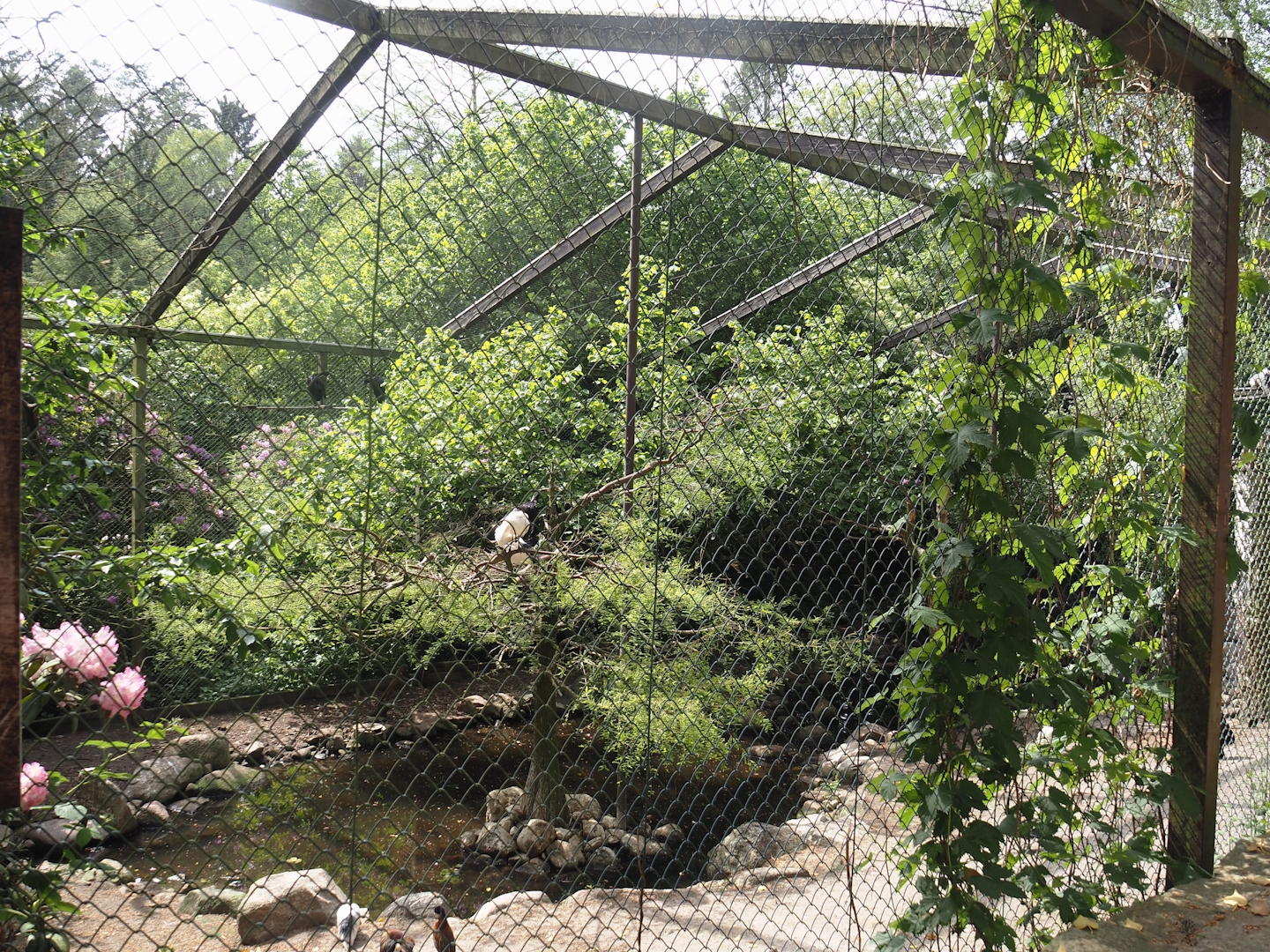 Uhu-Burg - Second African wetland aviary, 2024-05-21