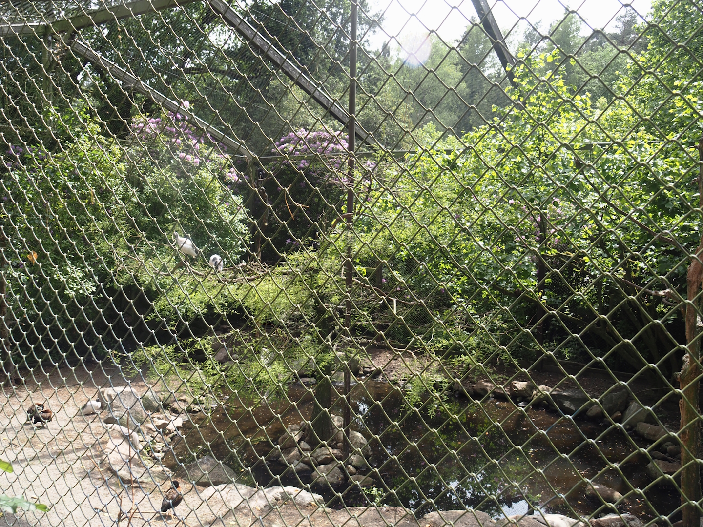 Uhu-Burg - Second African wetland aviary, 2024-05-21