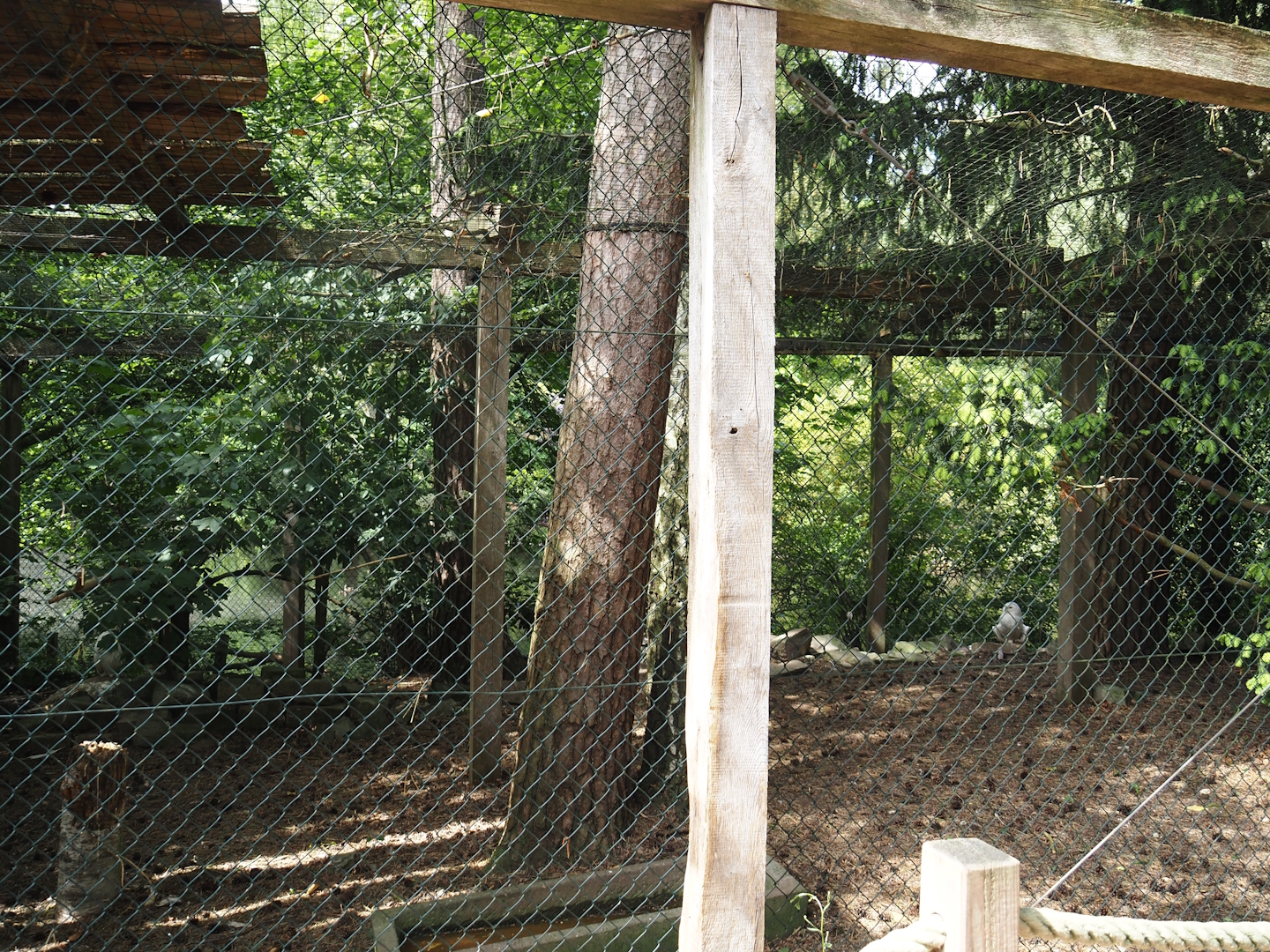 Uhu-Burg - Snowy owl aviary, 2024-05-21