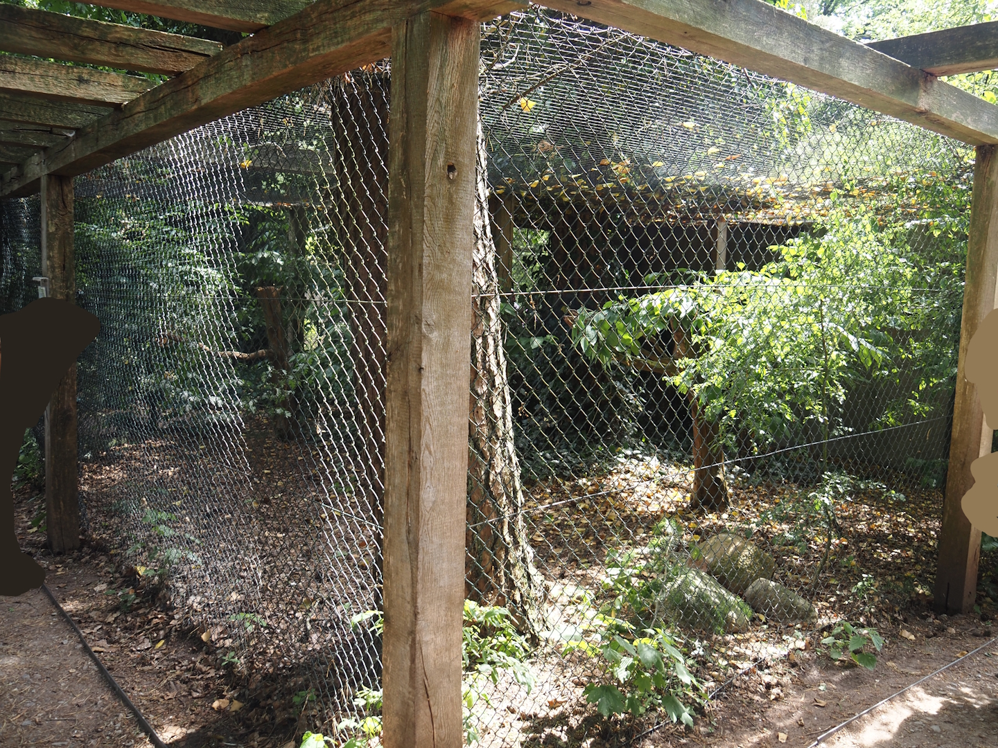 Uhu-Burg - Ural owl aviary, 2024-05-21