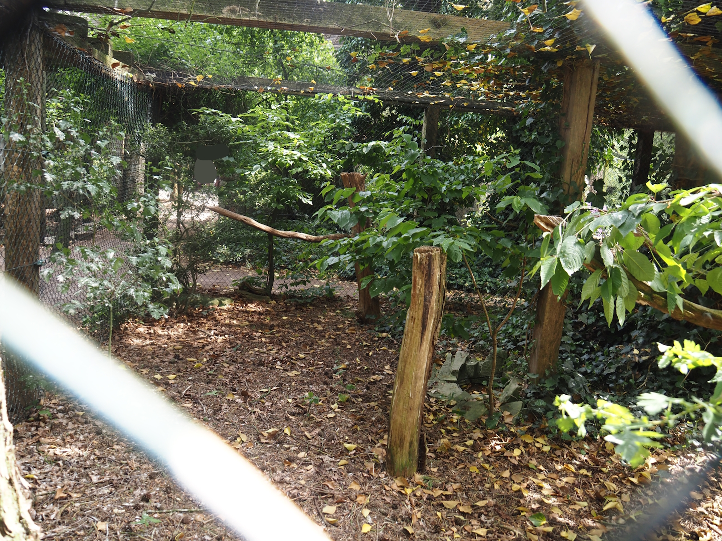 Uhu-Burg - Ural owl aviary, 2024-05-21