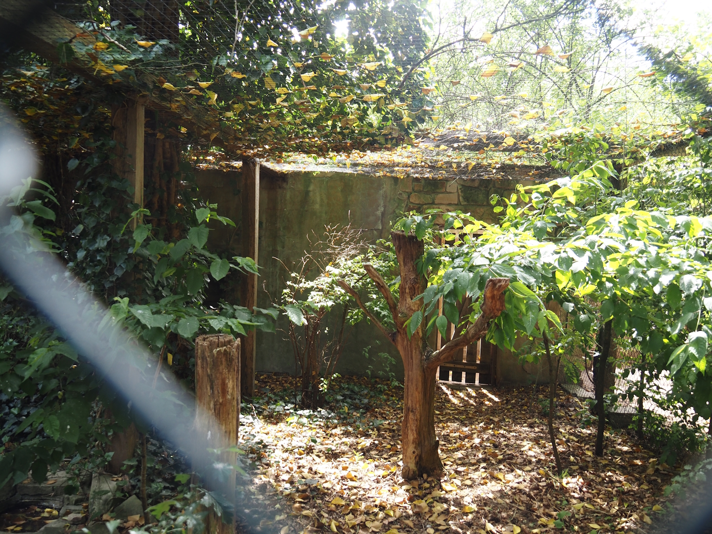 Uhu-Burg - Ural owl aviary, 2024-05-21