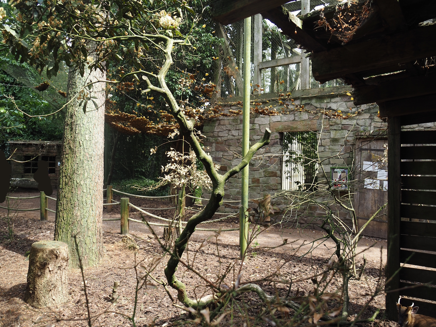 Uhu-Burg - Walk-through aviary, 2024-05-21