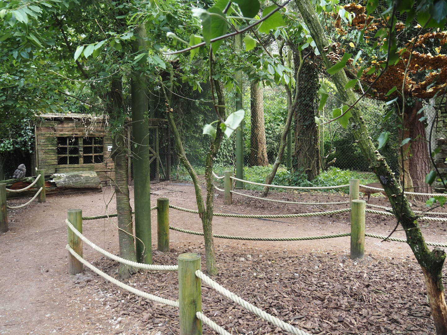 Uhu-Burg - Walk-through aviary, 2024-05-21
