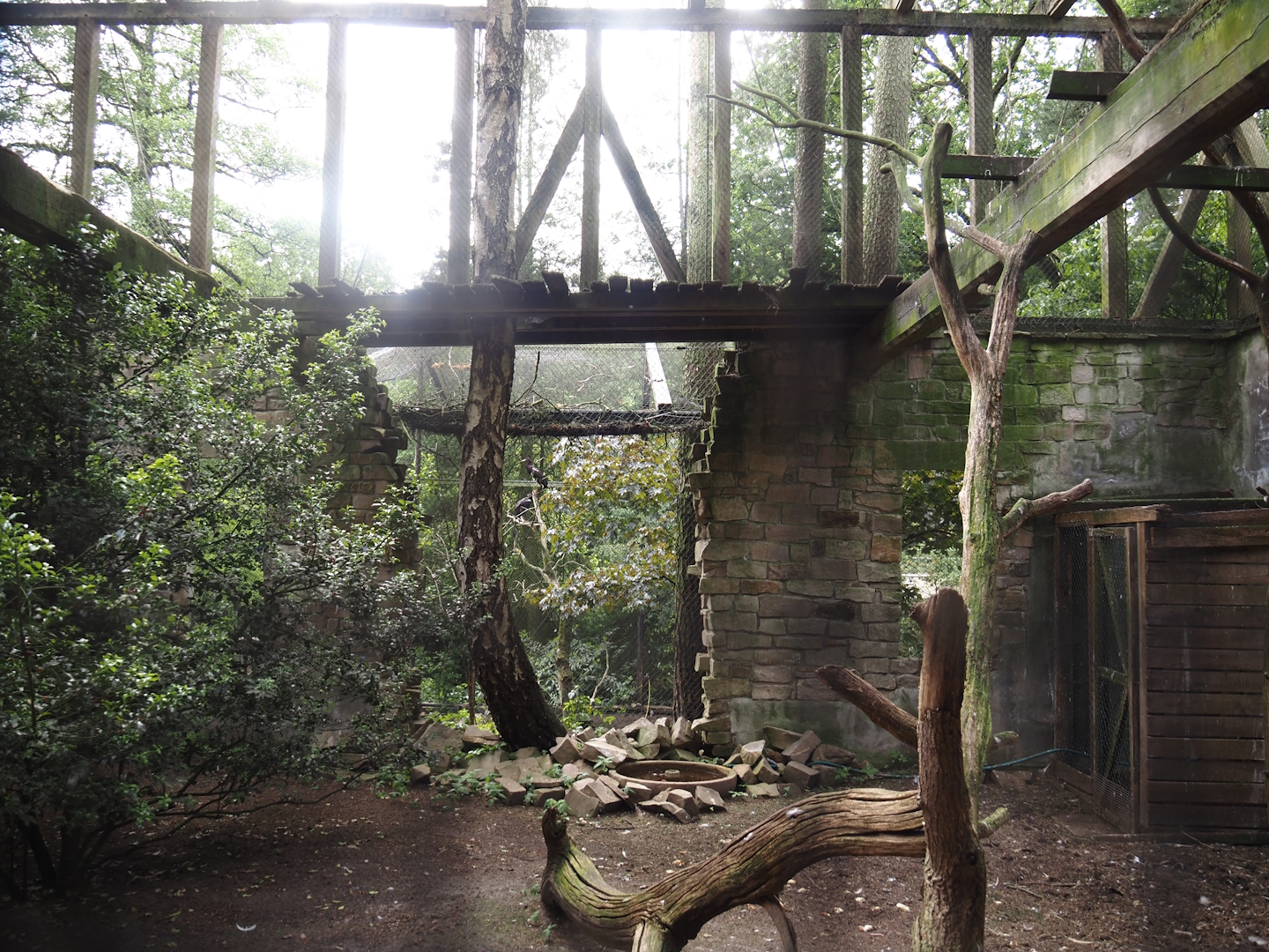 Uhu-Burg - Western Eurasian griffon vulture, 2024-05-21