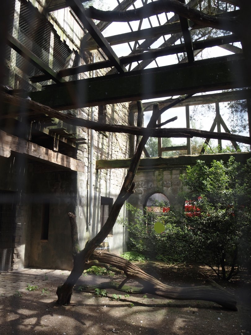 Uhu-Burg - Western Eurasian griffon vulture, 2024-05-21