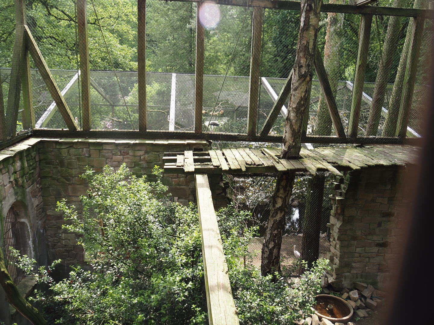 Uhu-Burg - Western Eurasian griffon vulture, 2024-05-21